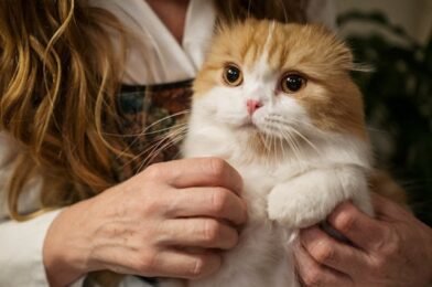 Winter Insurance Shopping: What Cat Owners Should Look For