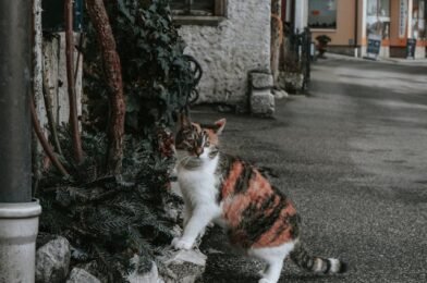 Winter Coverage for Cats: Why It Matters More Than You Think