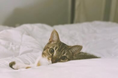 Are You Prepared? The Importance of Cat Insurance in Winter