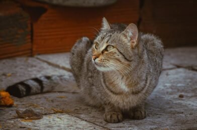 Protecting Your Cat This Winter: The Role of Insurance