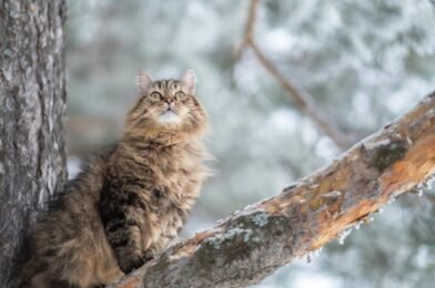 The Essential Guide to Winter Insurance for Cats