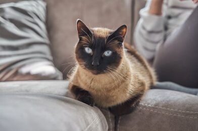 Avoiding Common Mistakes When Choosing Cat Insurance